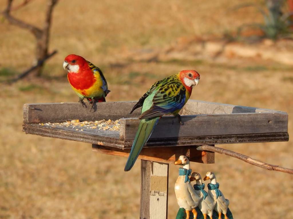 Grovely House Bed & Breakfast Stanthorpe Dış mekan fotoğraf