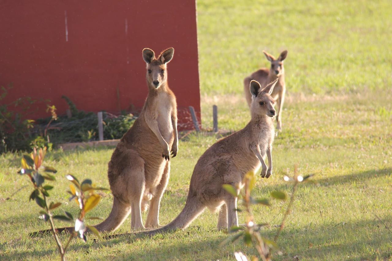 Grovely House Bed & Breakfast Stanthorpe Dış mekan fotoğraf